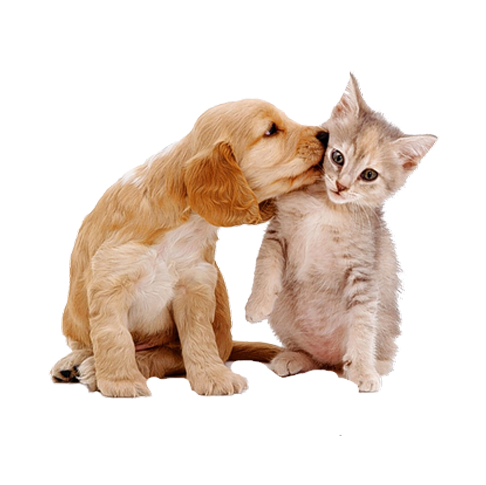 Animaux